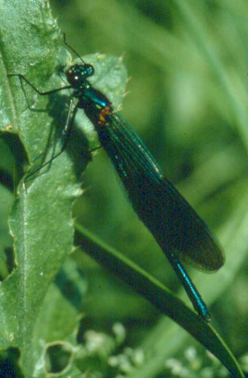 Banded Demoiselle